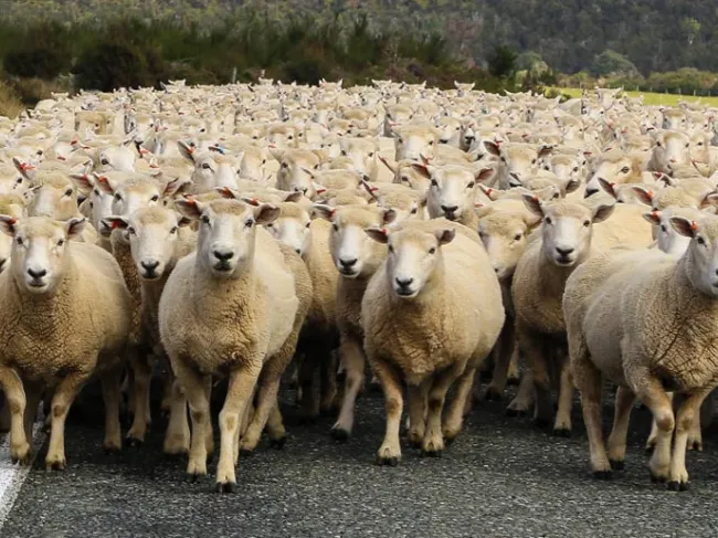 herd mentality